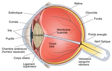 Schéma anatomie de l'œil